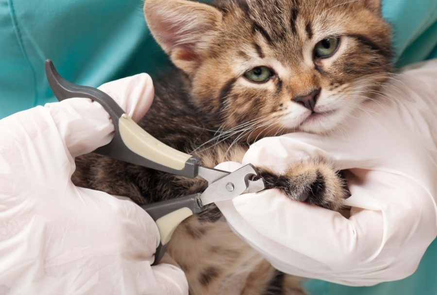 Couper les griffes de son chat de façon efficace et sécuritaire