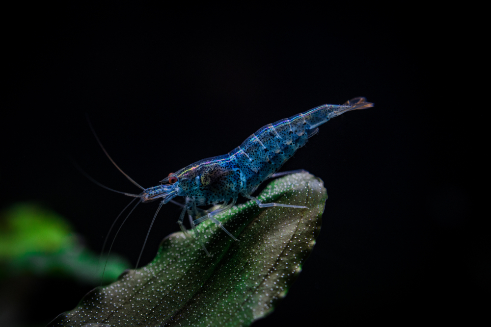 Comment réussir l'élevage d'une crevette bleu en aquarium ?