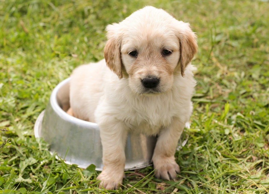 L'importance des croquettes dans l'alimentation du chien