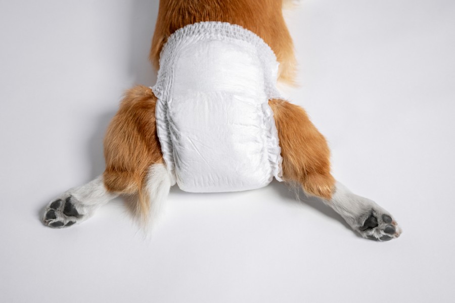 Culotte pour chien : comment ne pas se tromper de modèle ?