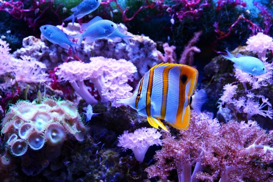 Décoration aquarium : comment créer un bel environnement pour vos poissons ?