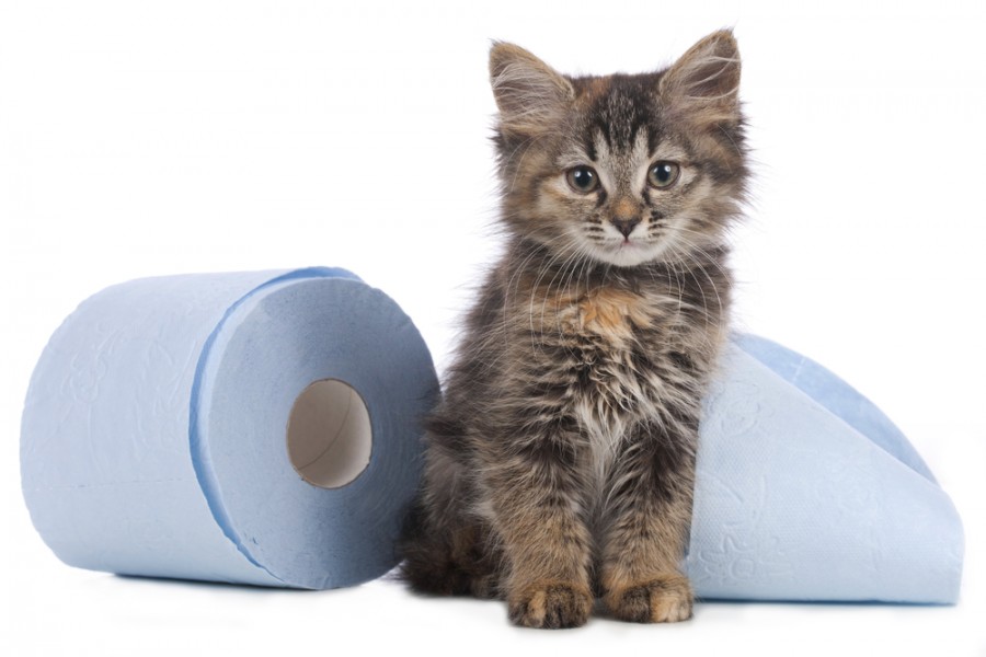 Conseils pour traiter la diarrhée chez le chaton : causes, symptômes et prévention