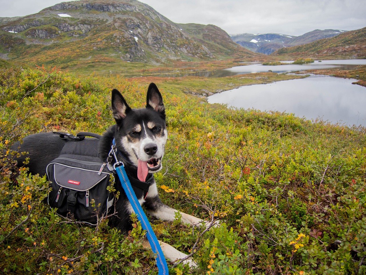 Découvrez le Husky croisé Berger allemand