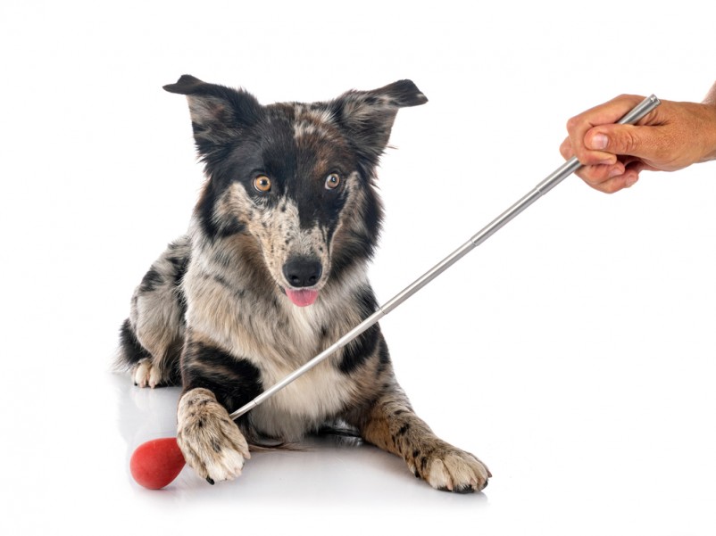 Dresser son chien à l'attaque et à la défense : est-ce légal ?