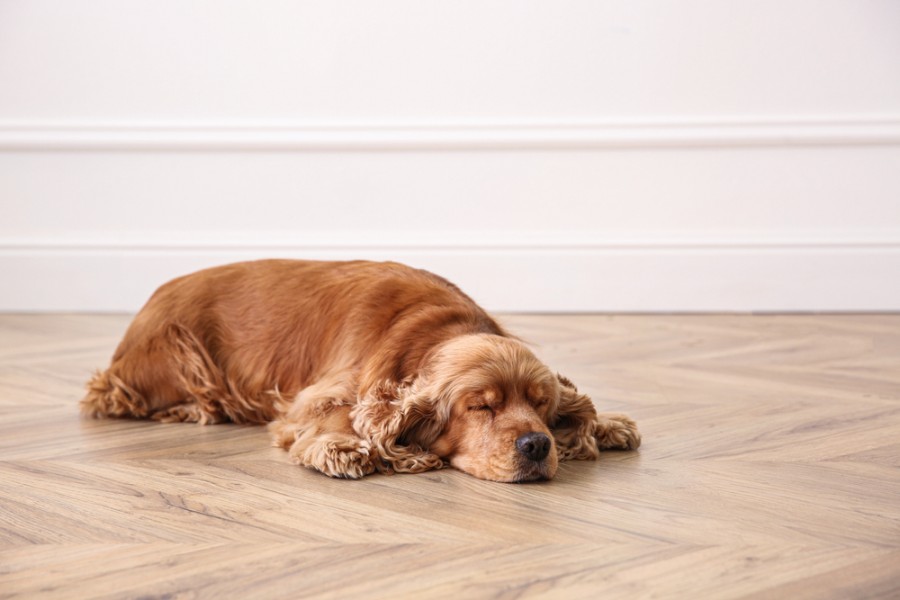 Quelle est la durée des chaleurs chez une chienne ?