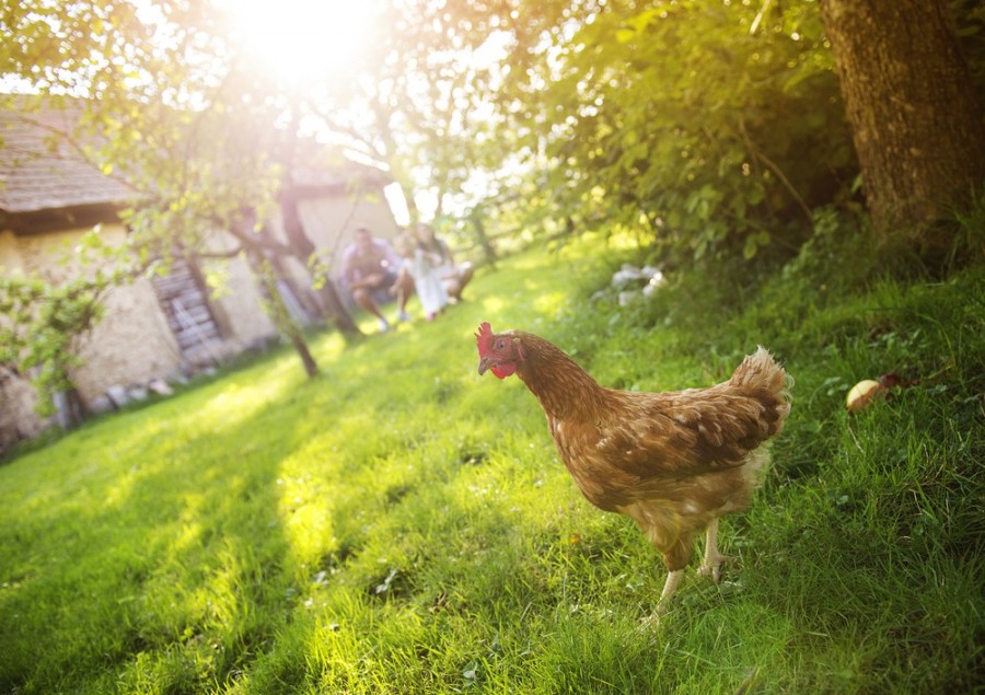 Quelle est la durée de vie d'une poule ?