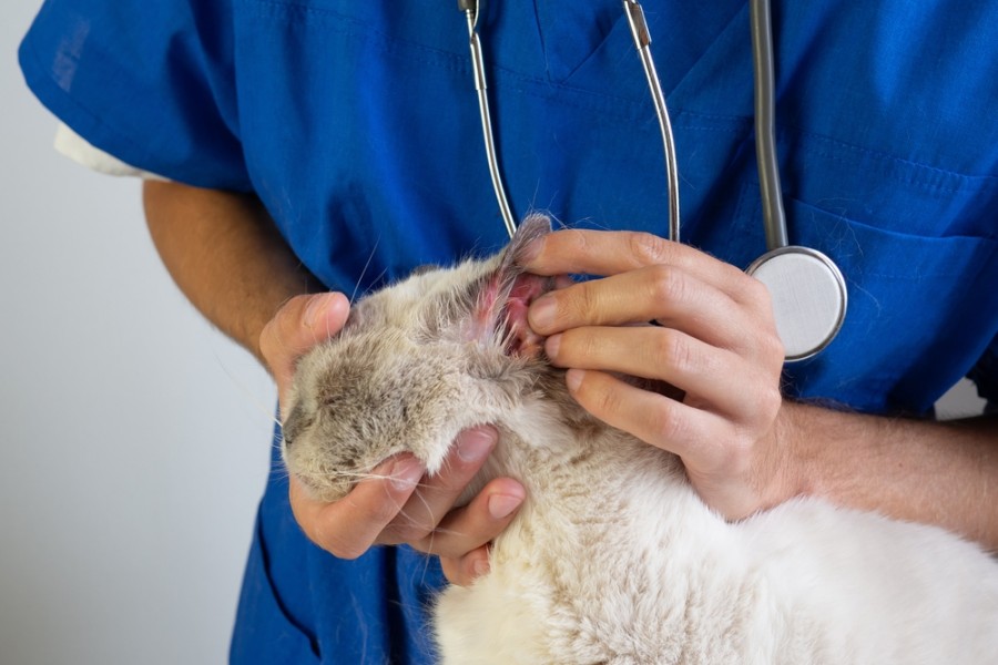 Comment soigner l'eczéma de mon chat ?