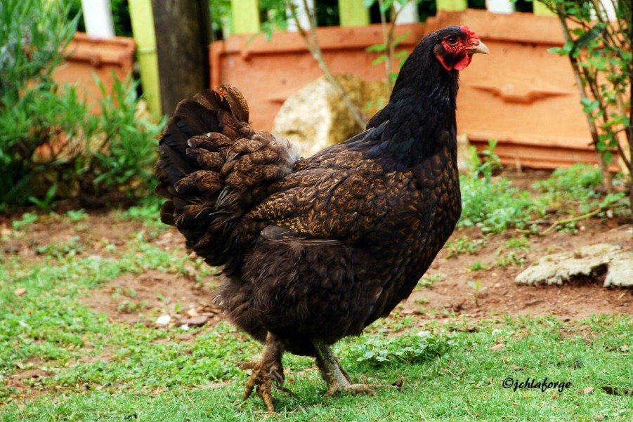 Coq Brahma géant : que faut-il savoir sur cette espèce ?