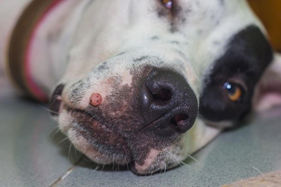 Est-ce grave si mon chien lèche de la Bétadine ?