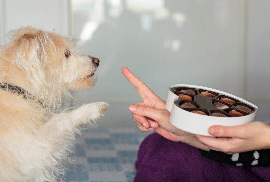 Est-ce grave si mon chien mange un peu de chocolat ?