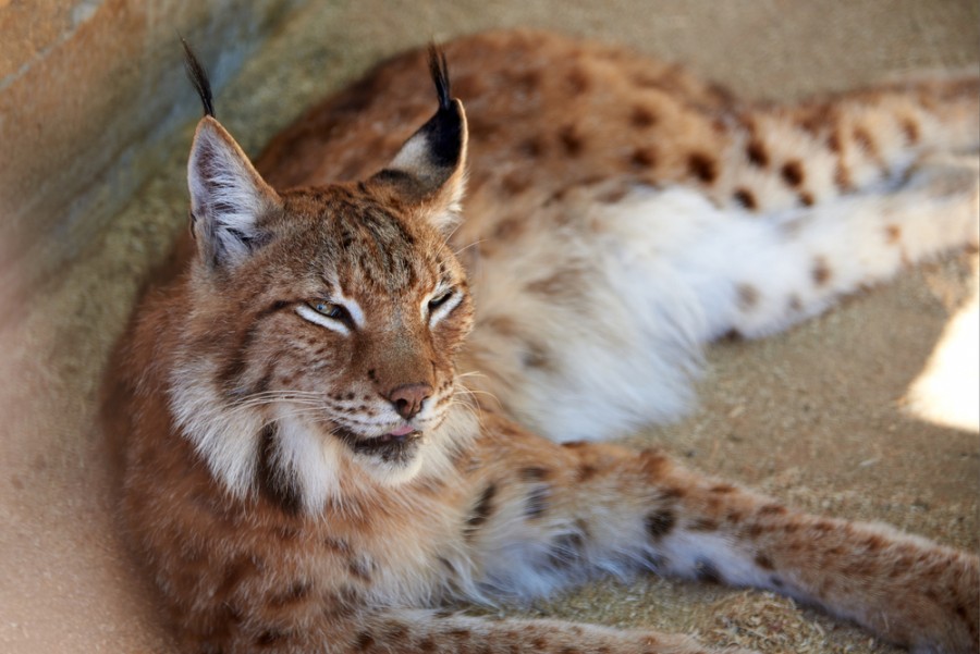 Est-ce légal d'avoir un Savannah ?