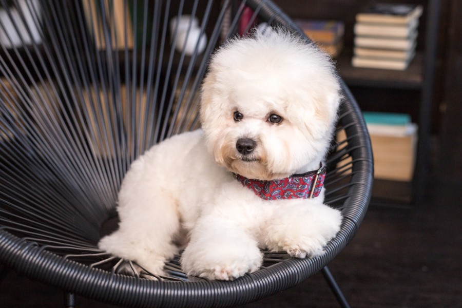 Est-ce que le bichon frisé aboie beaucoup ?