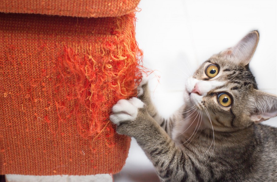 Est-il bon de couper les griffes d'un chat ?