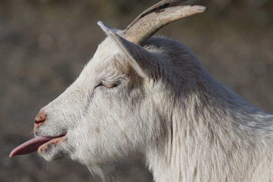 Adopter une chèvre naine, un compagnon original