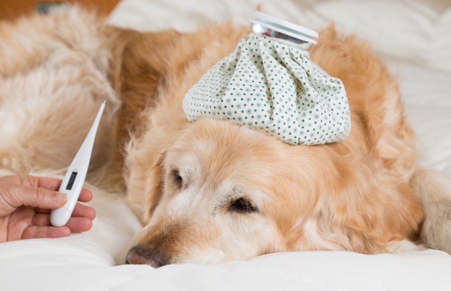 Fièvre chez le chien : comment le soigner soi-même ?