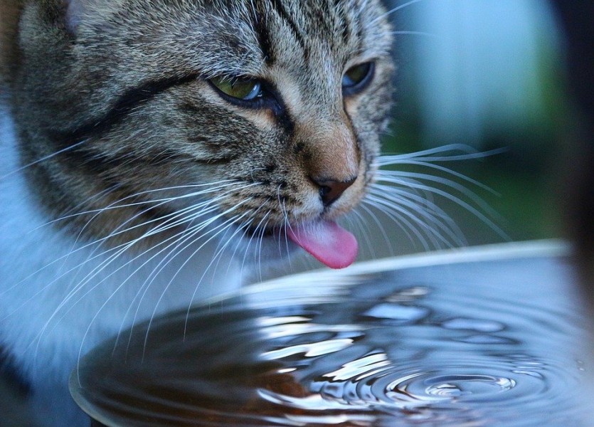 Fontaine pour chat : un accessoire indispensable pour votre félin !