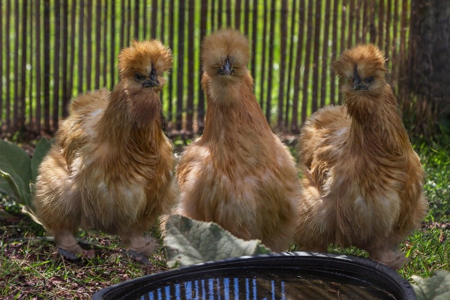 Comment élever une poule Nègre-Soie ?