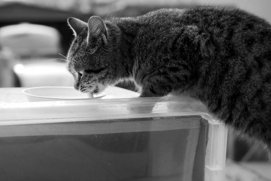 Fontaine a eau pour chat : un objet indispensable