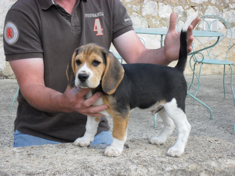 Comment bien élever votre chien de race beagle Harrier ?