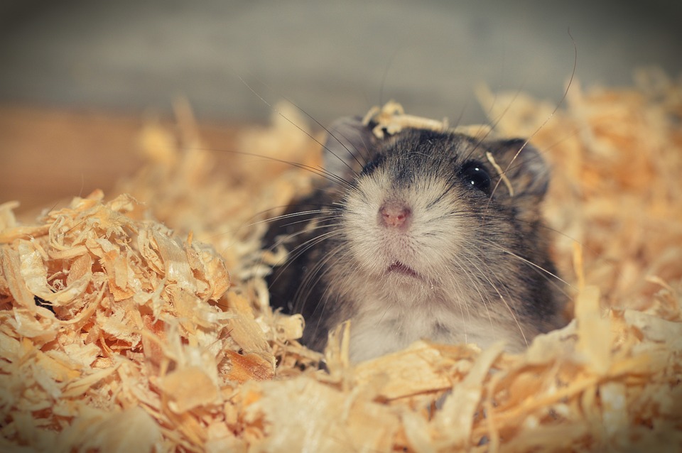 Hamster joueur : est-ce véridique ?