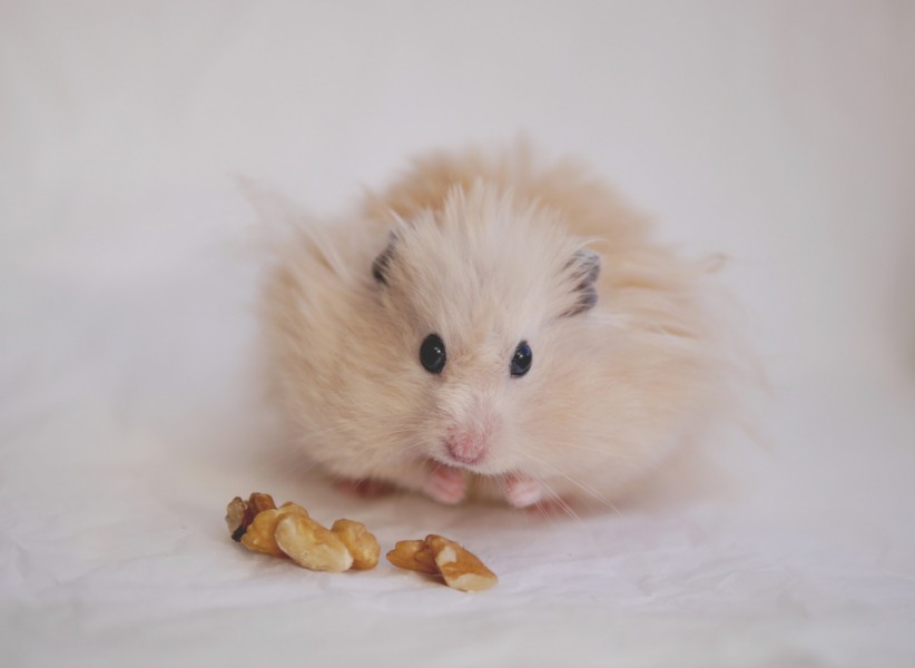 Hamster angora : tout savoir sur ce rongeur