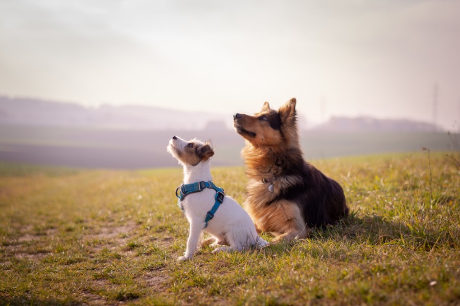 Harnais pour chien : comment choisir ?