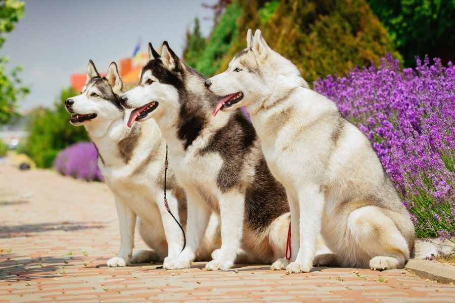 Quelle race vous convient, entre le Husky et le Malamute ?