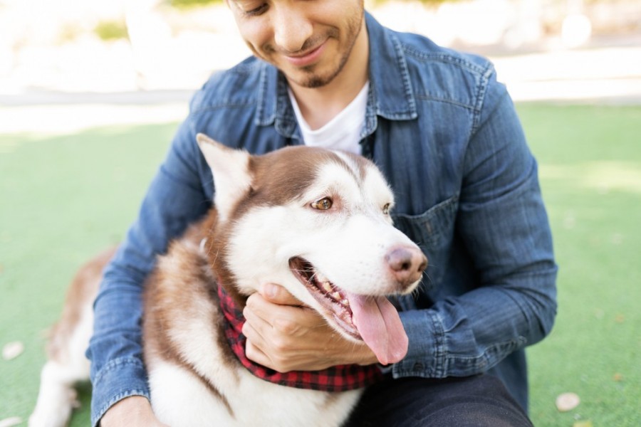 Le Husky Roux : Un chien au pelage magnifique