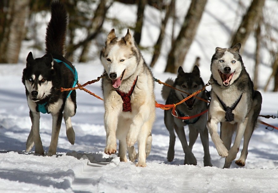 Le Husky Sibérien, une race qui vous convient ?