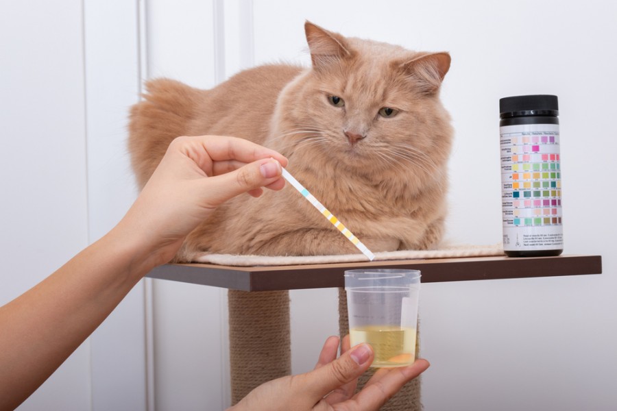 Infection urinaire chat : symptômes, causes et traitement