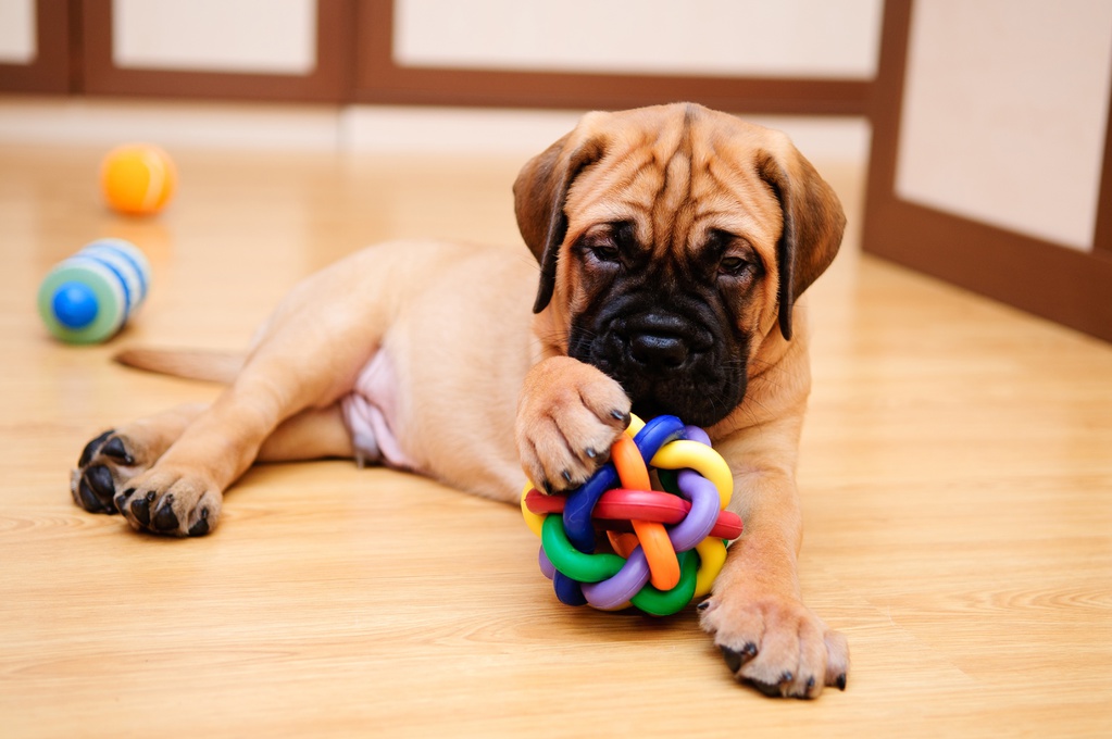 Éduquer un chiot : nos conseils pour bien débuter