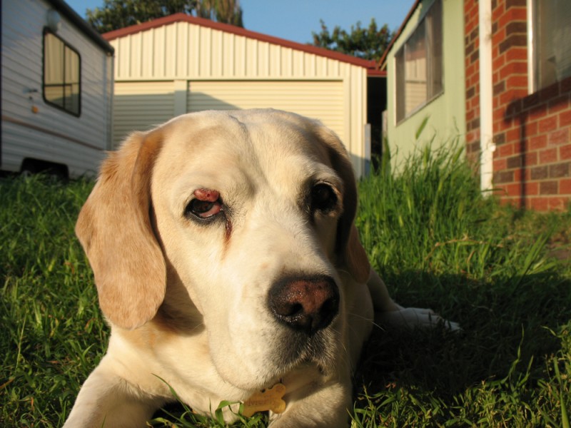 Comment identifier et soigner un kyste chez le chien ?