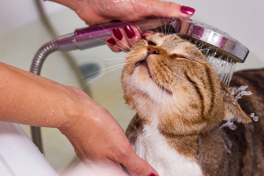 Laver un chat : comment réussir sans stress ni griffures ?