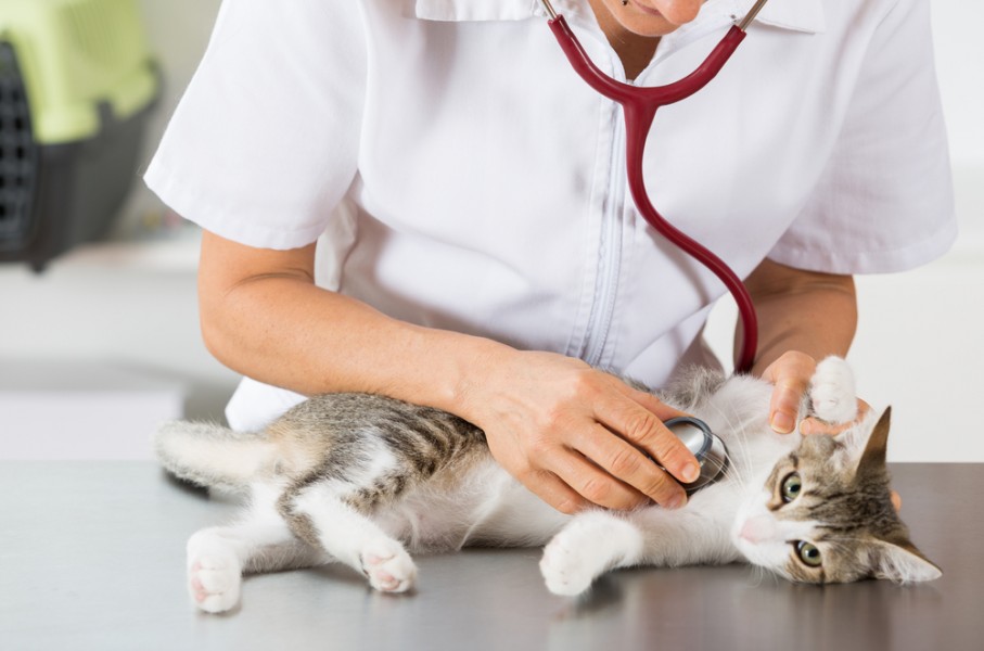 Lupus symptômes : comment les observer chez le chat ?