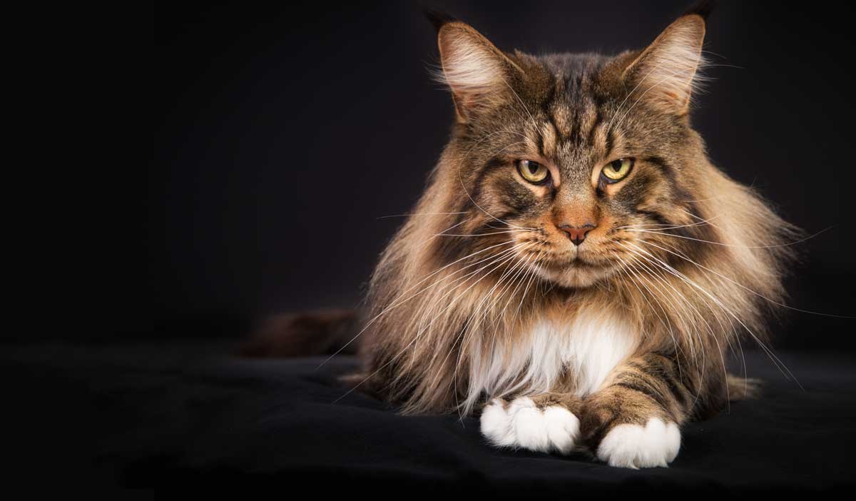 Maine Coon Un chat géant mais bon