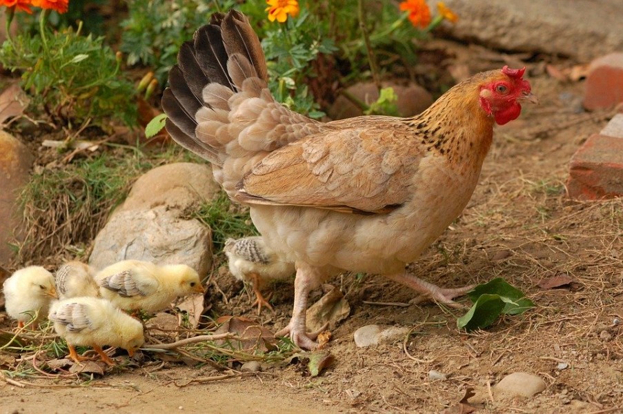 Maladie des poules : reconnaître et agir