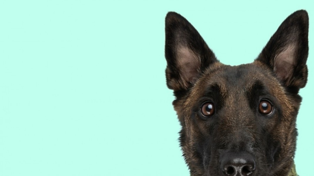 Qu'est-ce qui rend le malinois bleu unique ?