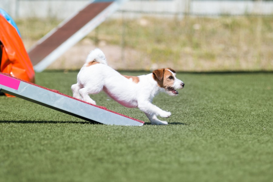 Ensemble d'équipement d'agilité pour chiens, équipement d'entraînement de  parcours d'obstacles pour animaux de compagnie