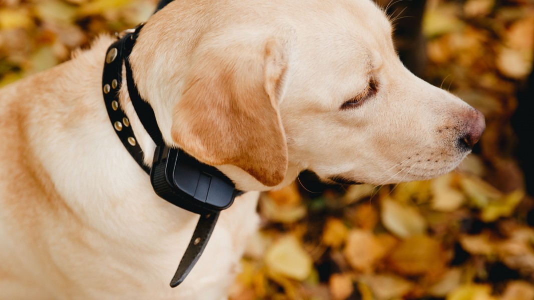 Un collier chien anti-aboiement, est-il nécessaire ?