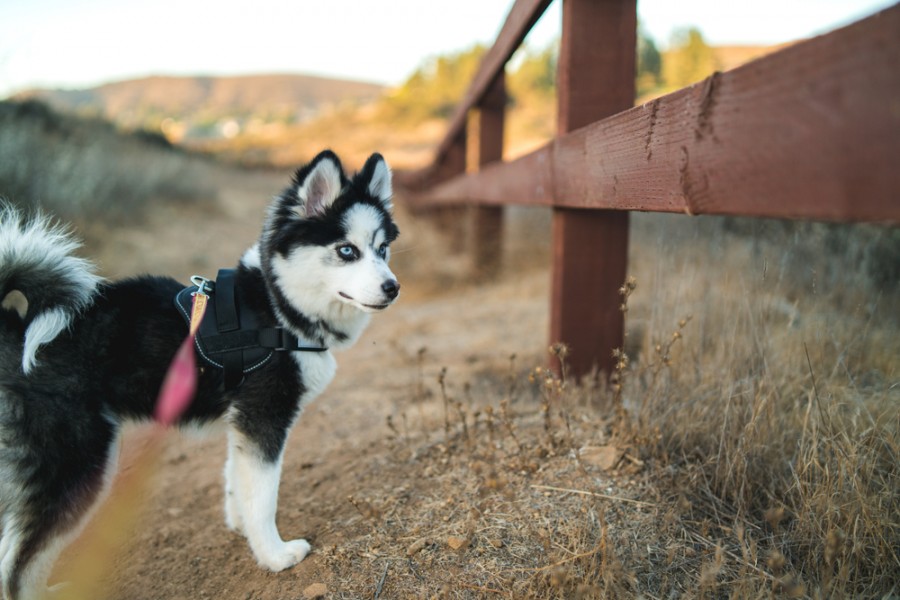 Le Pomskiy, cette race de mini husky