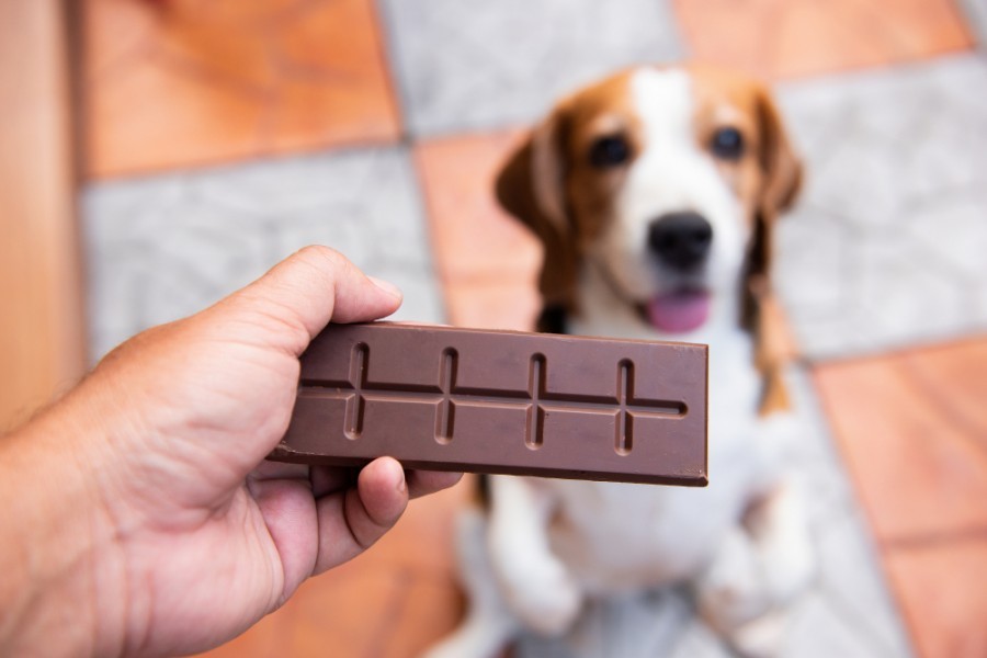 Que faire si mon chien a mangé du chocolat ?