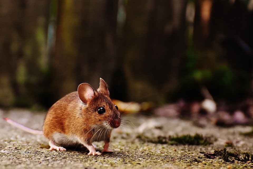 Comment se débarrasser des rats et des souris ?