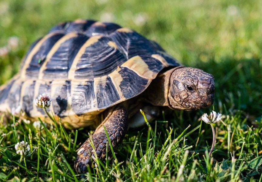Nourriture tortue : comment prendre soin de votre animal de compagnie ?