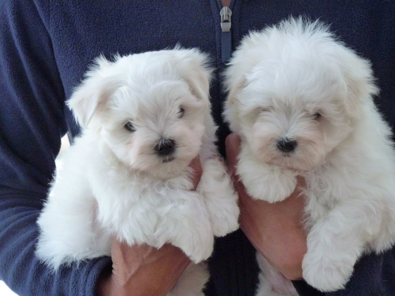 Le bichon maltais nain, un membre de la famille à part entière