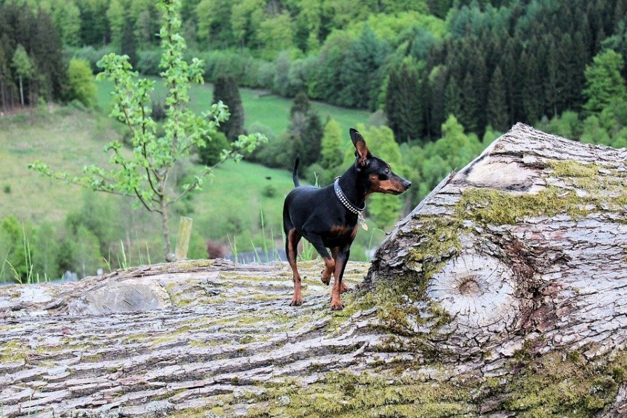 Pinscher : que savoir sur ce chien ?