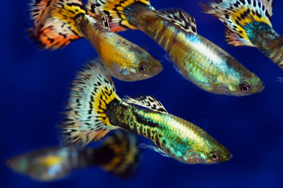 Poisson guppy : les conditions idéales pour leur santé !