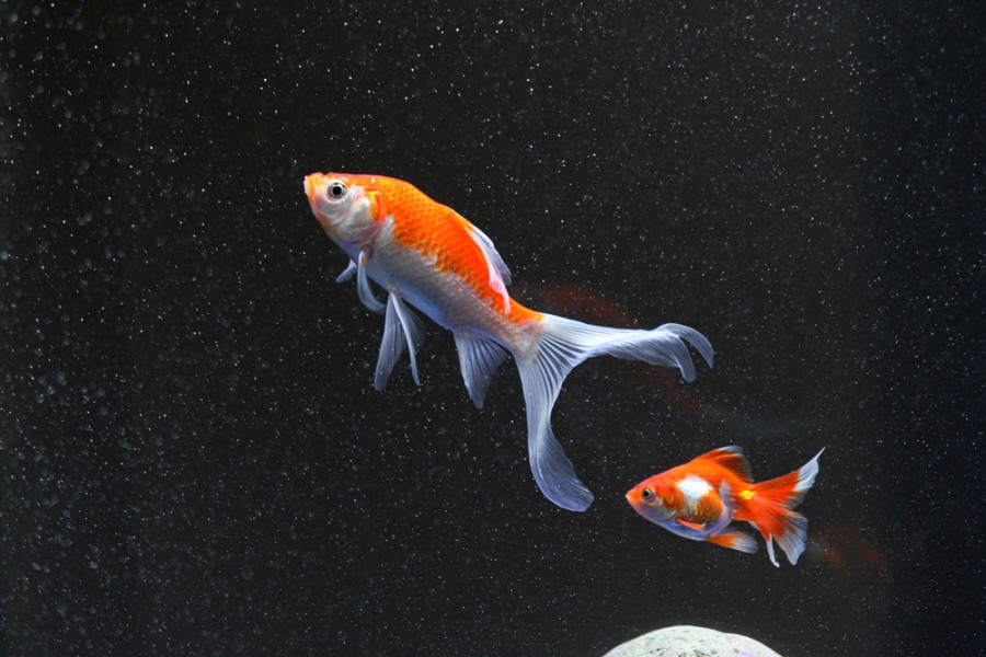 Le poisson rouge japonais : un compagnon aquatique fascinant