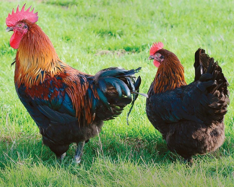 Poule marans : comment l'élever dans son jardin ?