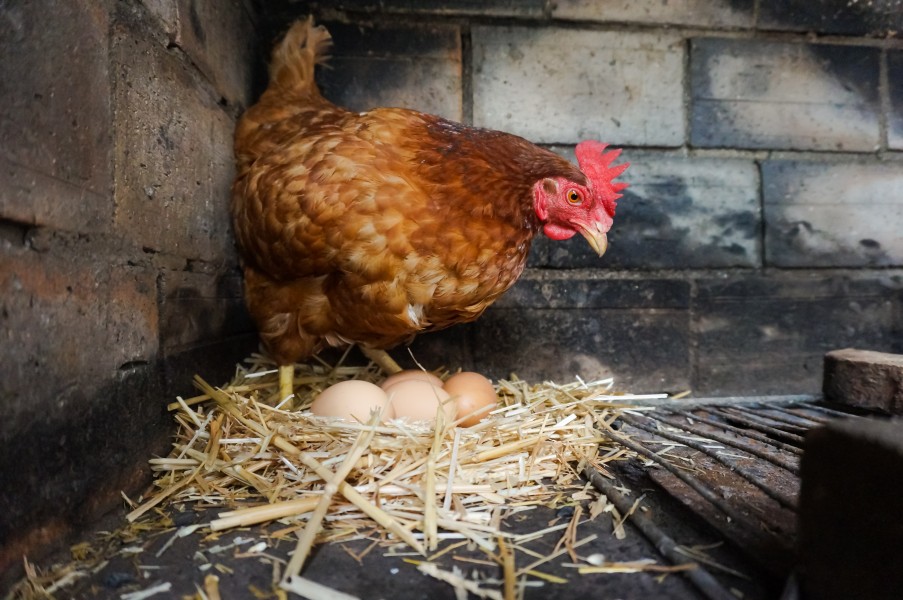 Poule pondeuse : comment élever une poule de réforme ?