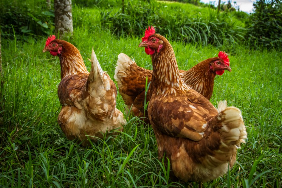 Tout savoir sur la poule rousse et ses caractéristiques